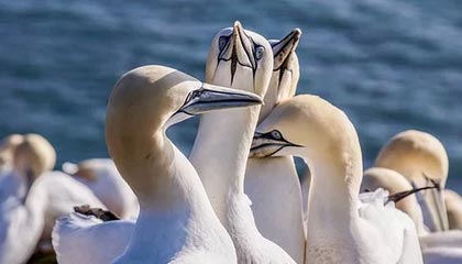 爱游戏下载-上海男篮再胜！连战连捷谱写王者之路