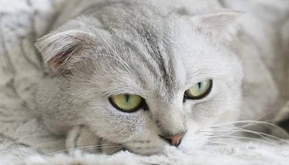 爱游戏大厅-群星共耀阿尔卑斯：瑞士军团以铁血协作铸就绿茵传奇