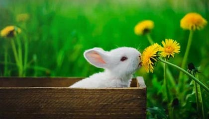 爱游戏APP-塔斯马尼亚联前锋线组合默契提升，世俱杯争冠利器