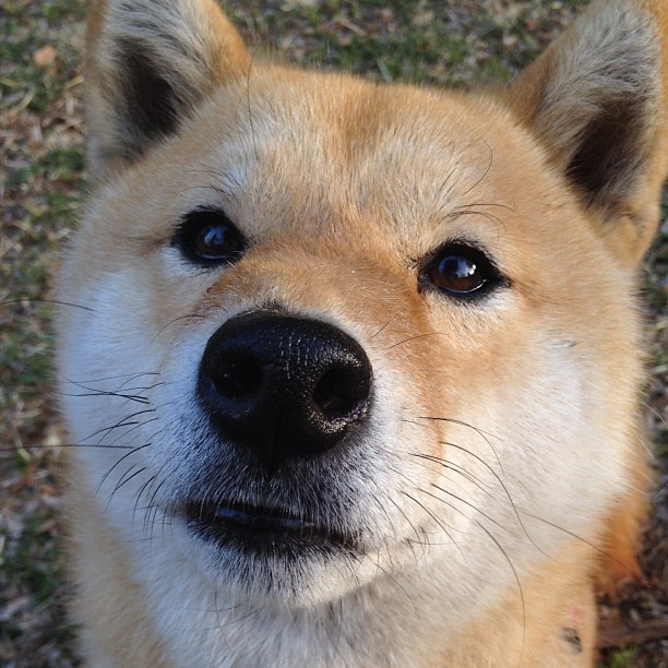爱游戏娱乐-北欧神话陨落，英格兰新王加冕，当贝林厄姆在英超战场复刻芬兰式逆袭