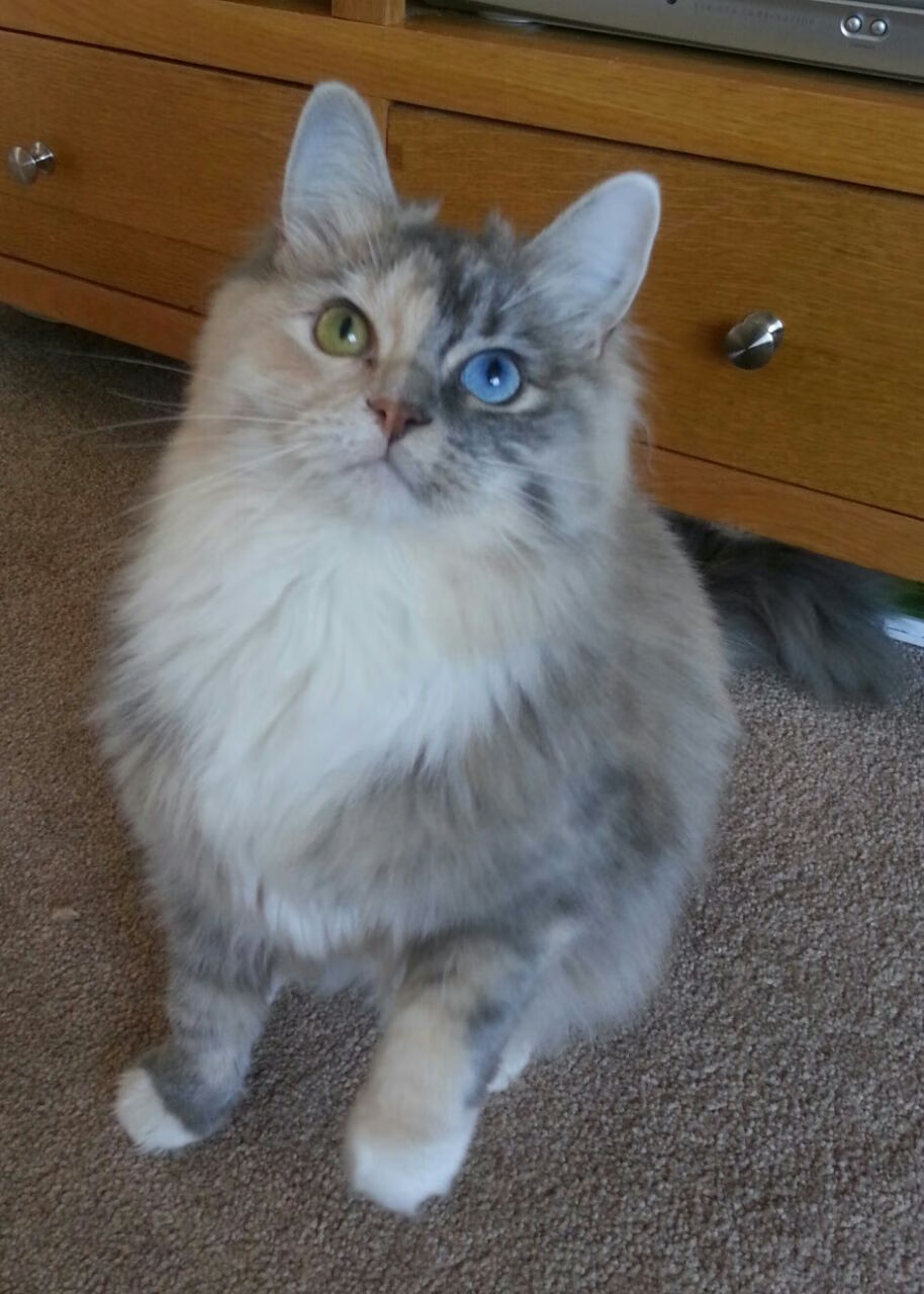 戈贝尔扛住质疑上演王者归来，国王队逆境爆发力克深圳