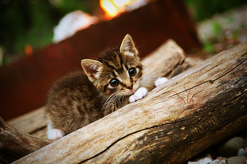 单节定乾坤与巨星接管，上海队与欧文的决胜传奇
