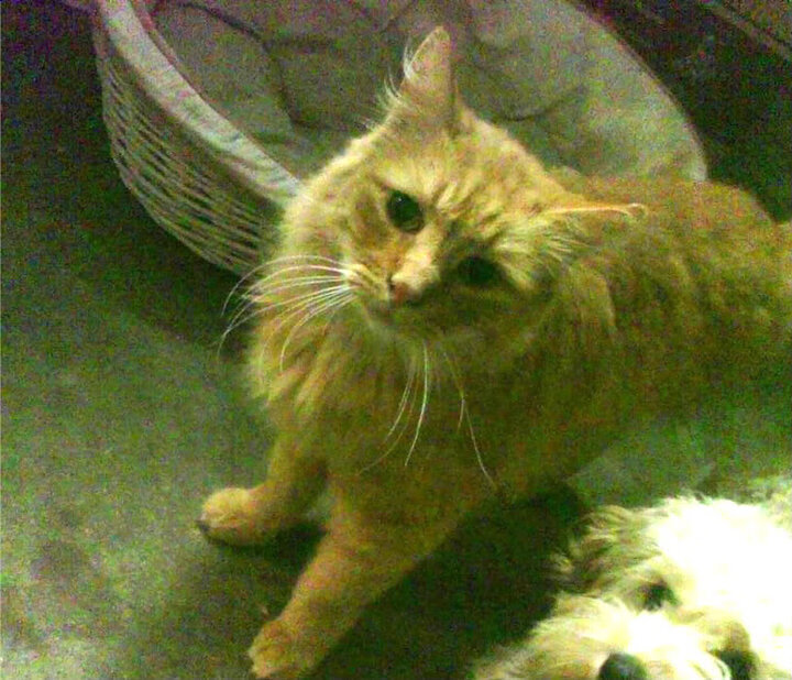 丹麦时间，当沉默狩猎者在终场哨与方格旗前接管比赛