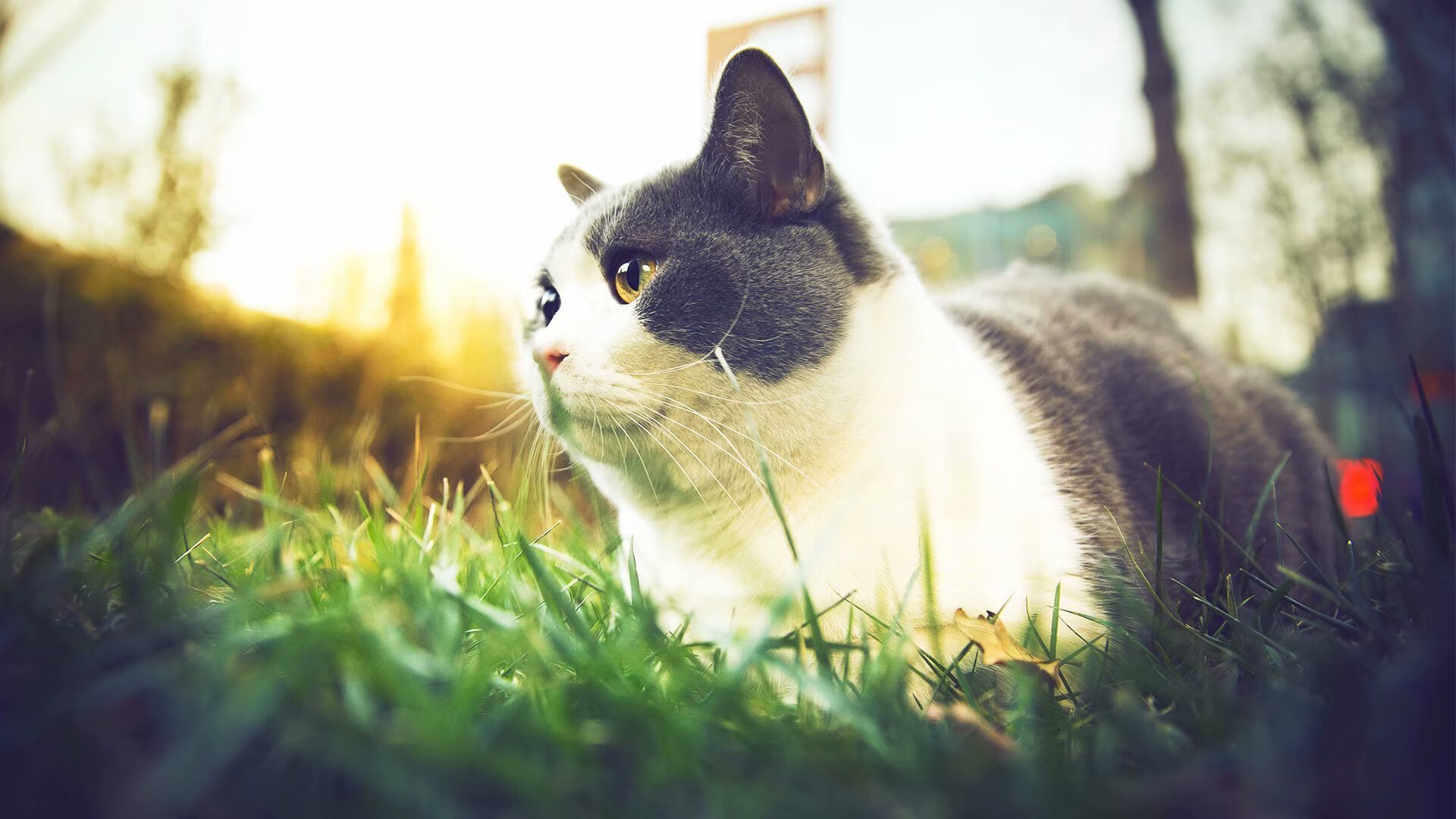 亚特兰大稳如磐石，哈兰德持续轰鸣，绿茵世界的确定性胜利