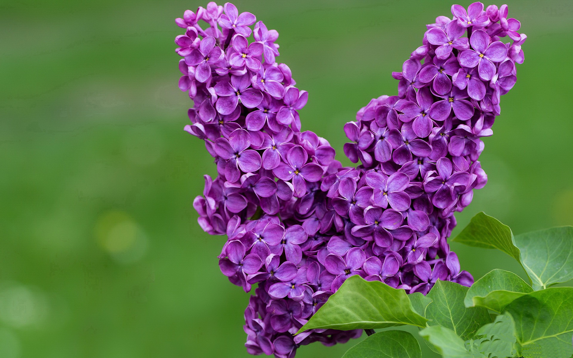 恩比德爆发狂轰45分20篮板，上海队主场强势击溃国王队