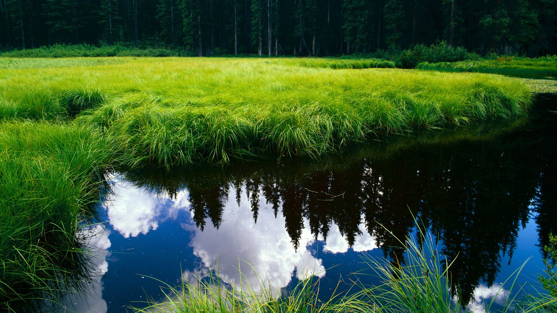 双星闪耀,当塔图姆的坚守遇见爱德华兹的狂飙,体育之夜见证王权更迭