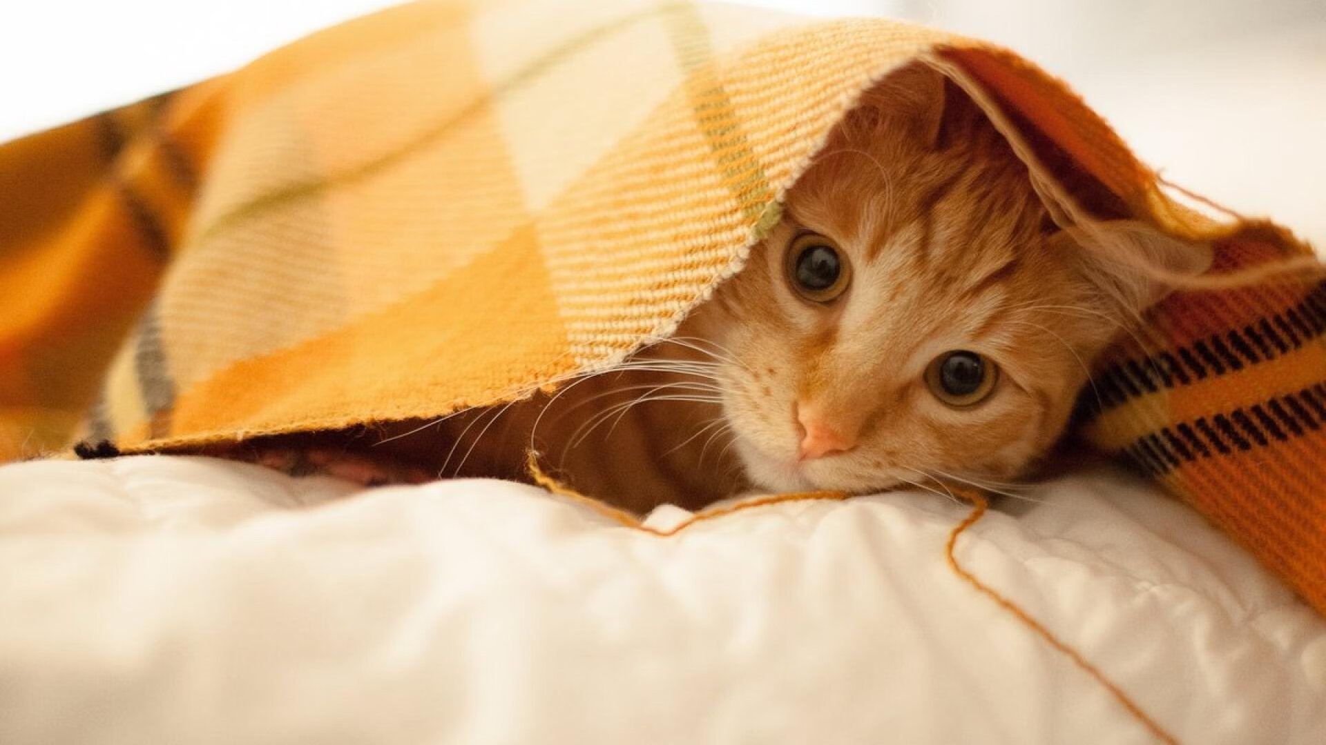 伊萨克终场绝杀!比利时力克几内亚,欧洲红魔收获信心之战