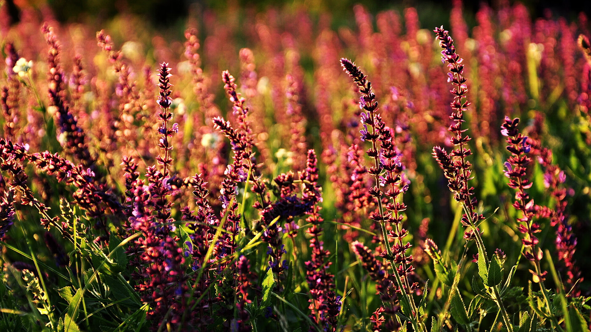 亚洲杯寒流双重奏,加克波的锋刃与伊拉克的钢铁洪流