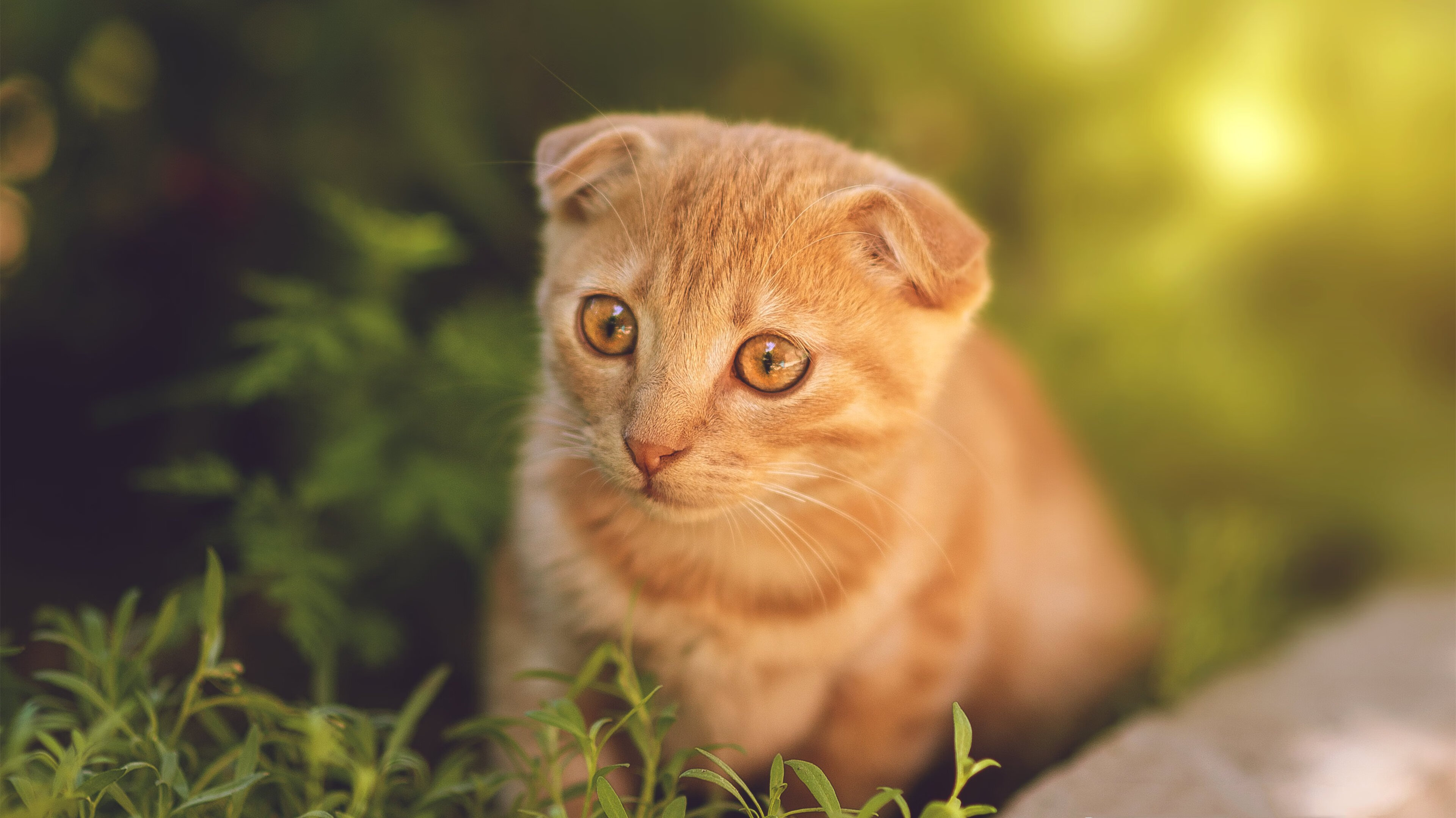 破壁,当拉梅洛在库里面前投出那颗三分